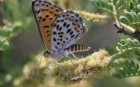 The Disappearing Act: Where Have the Butterflies, Fireflies, and Dragonflies Gone?