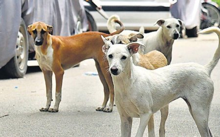 Supreme Court Reserves Order on Delhi Stray Dog Removal Case
