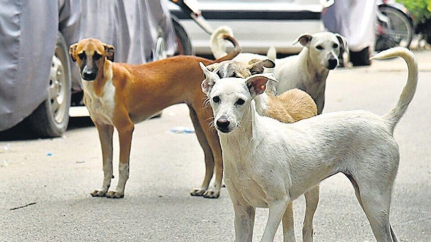 Supreme Court Reserves Order on Delhi Stray Dog Removal Case