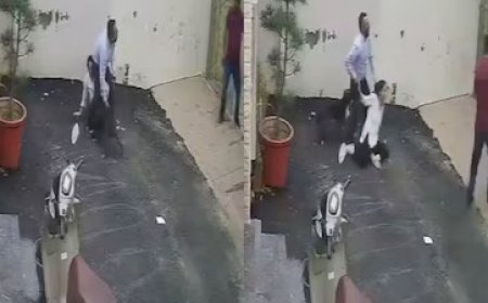 Patiala Pitbull Attack: Police Begin Action After Viral Video