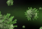 Shamonda Virus: First Human Case, Symptoms and India Risk