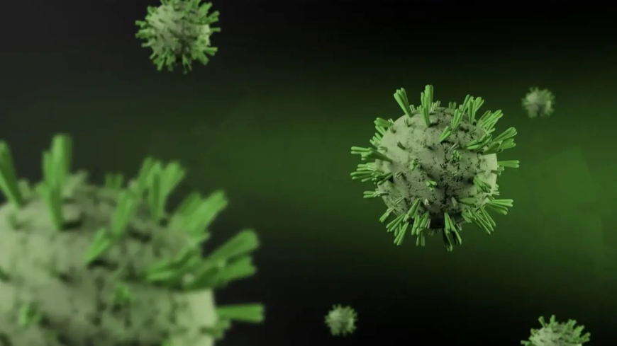 Shamonda Virus: First Human Case, Symptoms and India Risk